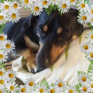 Meet your Posher, Deborah